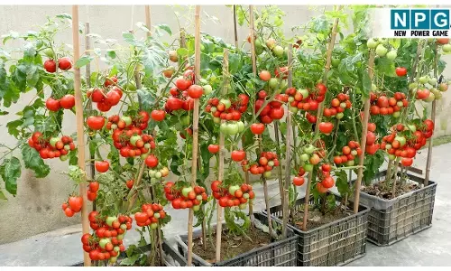 Ghar mein kaise lagaen tamatar ke paudhe: इस तरीके को अपनाकर घर की छत में भी उगा सकते हैं टमाटर; जानिए कैसे की जाती है टमाटर की इनडोर फार्मिंग?