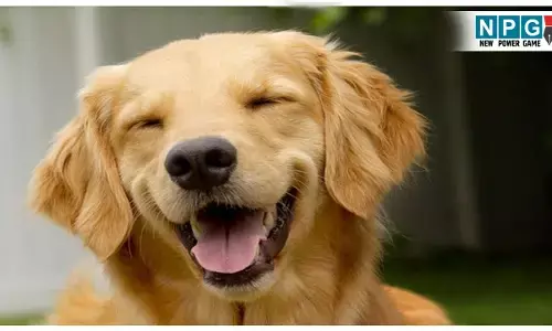 Aapka kutta aapke bare mein kya sochta hai: आपका पालतू कुत्ता आपको कैसे देखता है? इन 7 तरीकों से जानिए की आपका कुत्ता आपके बारे में क्या सोच रहा है!