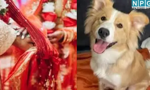 फतेहपुर : पालतू कुत्ते की पिटाई पर दुल्हन का पारा हाई, मंडप में चले लाठी-डंडे; टूटी शादी...