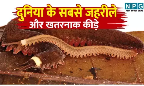 Duniya Ke top 5 jahrile aur Khatarnak kide: दुनिया के सबसे जहरीले और खतरनाक कीड़े; इनका जहर मिनटों में ले सकता है आपकी जान!