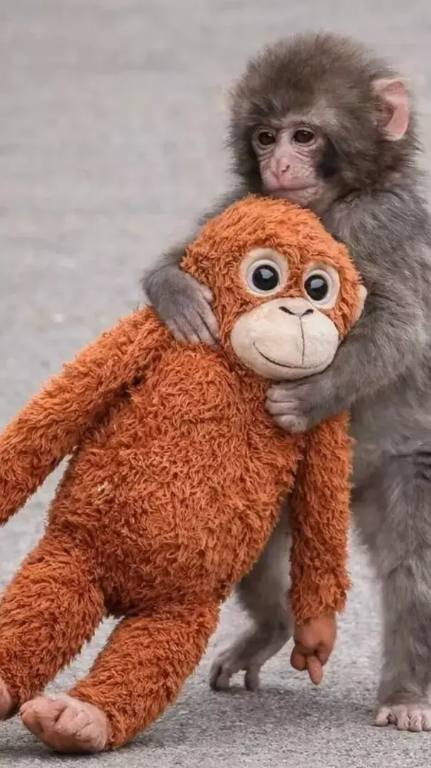 मां ने छोड़ा तो खिलौने को लगाया गले, आपको रुला देगी इस नन्हे बंदर की कहानी!