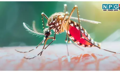 Machhar Se Bachne Ke Gharelu Upay: अब नहीं सताएंगे मच्छर। जानिए डेंगू-मलेरिया से बचने के ये 04 घरेलू उपाय।