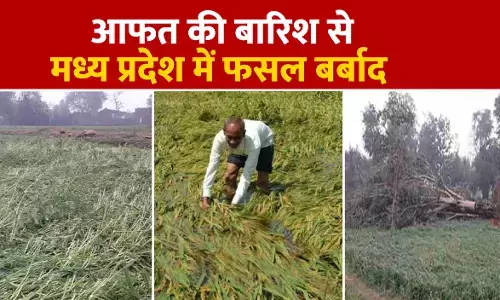 MP Weather Alert: 20 से ज्यादा जिलों में आंधी-बारिश और ओले, गेहूं-चना फसल पर बड़ा संकट