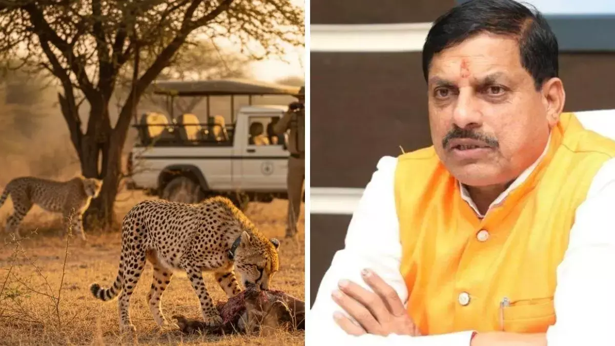MP Cheetah Project: कूनो के चीतों ने डकार लिया1.27 करोड़ का मटन! विधानसभा में गूंजा भोजन खर्च का मुद्दा