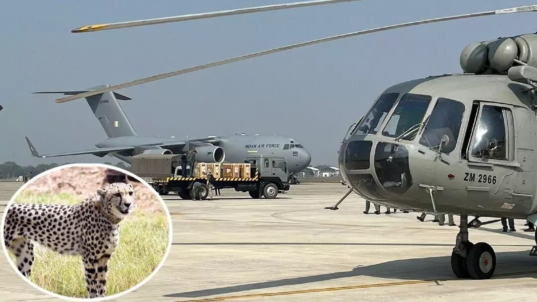 बड़ी कामयाबी: भारत में अब 47 हुए चीते; बोत्सवाना से विशेष विमान से ग्वालियर पहुंचे नए मेहमान, CM मोहन यादव करेंगे स्वागत बड़ी कामयाबी: भारत में अब 47 हुए चीते; बोत्सवाना से विशेष विमान से ग्वालियर पहुंचे नए मेहमान, CM मोहन यादव करेंगे स्वागत