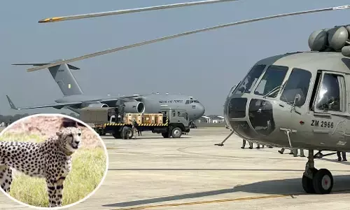 बड़ी कामयाबी: भारत में अब 47 हुए चीते; बोत्सवाना से विशेष विमान से ग्वालियर पहुंचे नए मेहमान, CM मोहन यादव करेंगे स्वागत