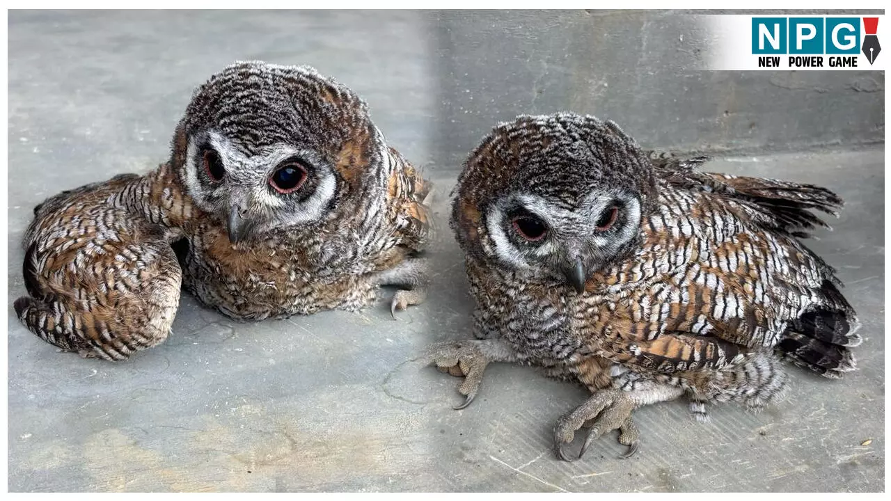 इंसानियत की मिसाल: किसान को खेत में आसहाय पड़ा मिला दुर्लभ उल्लू का बच्चा, मिली नई जिंदगी इंसानियत की मिसाल: किसान को खेत में आसहाय पड़ा मिला दुर्लभ उल्लू का बच्चा, मिली नई जिंदगी