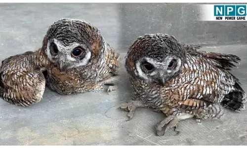 इंसानियत की मिसाल: किसान को खेत में आसहाय पड़ा मिला दुर्लभ उल्लू का बच्चा, मिली नई जिंदगी