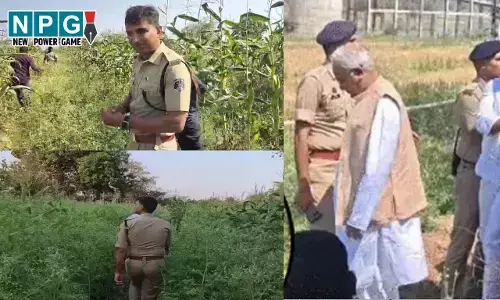 CG में अफीम की खेती, बीजेपी नेता निलंबित, पूर्व सीएम बोले-सांसद, विधायक, कलेक्टर के साथ आरोपी का उठना बैठना...