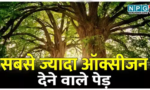 Sabse Zyada Oxygen Dene Wale Ped: घर के आसपास लगाए ये 10 पेड़; कभी नहीं होगी प्रदूषण और शुद्ध ऑक्सीजन की कमी!