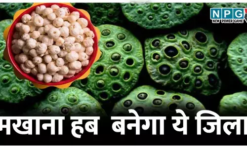 मखाना हब बनेगा धमतरी: नगरी क्षेत्र की जलवायु बेहद अनुकूल,मखाना उत्पादन से बढ़ेगी किसानों की आय