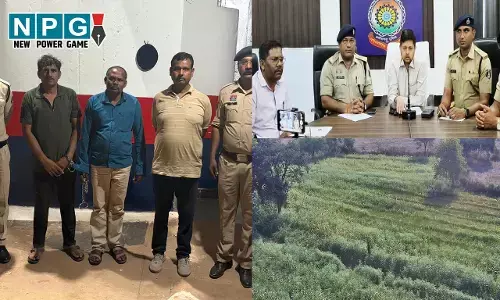 CG Afeem Kheti: बीजेपी नेता के फार्म हाॅउस में 6 करोड़ का अफीम पकड़ाया, पुलिस को पता न चले इसलिए भुट्टे की फसल के बीच कर रहा था खेती...