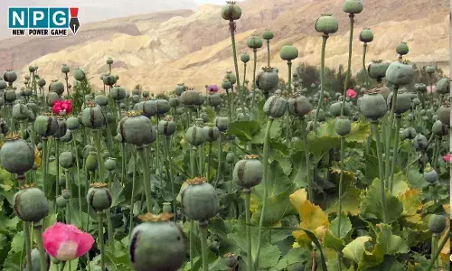 Balrampur News: CG में एक और अफीम की खेती का भंडाफोड़, तीन संदेही पकड़ाए, दो एकड़ में खेती, मौके पर जिला प्रशासन और पुलिस की टीम...