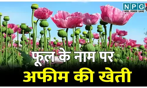 अफीम की खेती: फूल के नाम पर अफीम की खेती, रातभर पुलिस करेगी निगरानी, दुर्ग के बाद इस जिले में भी अफीम