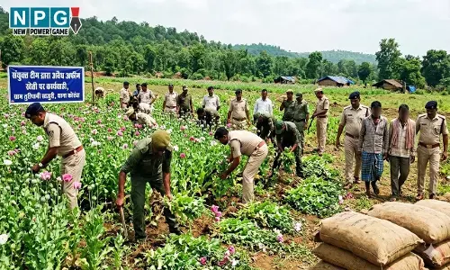 CG Opium Kheti: CG के खेतों में अनाज की जगह उग रही थी 2 करोड़ की अफीम, 18 क्विंटल अफीम के साथ धरे गए 2 आरोपी