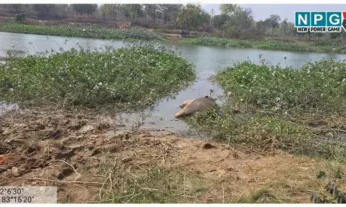 वन मंडल में हाथियों की मौत, कहीं साजिश तो नहीं? वन्यजीव प्रेमी व हाथी विशेषज्ञ ने उठाए गए गंभीर सवाल...
