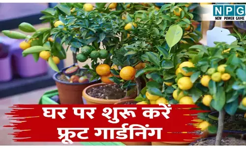अब घर पर ही शुरू करें फ्रूट गार्डनिंग: कम समय में फल देने वाले ये 5 पेड़ है सबसे ख़ास! सालों तक मिलेगा ताज़ा फल