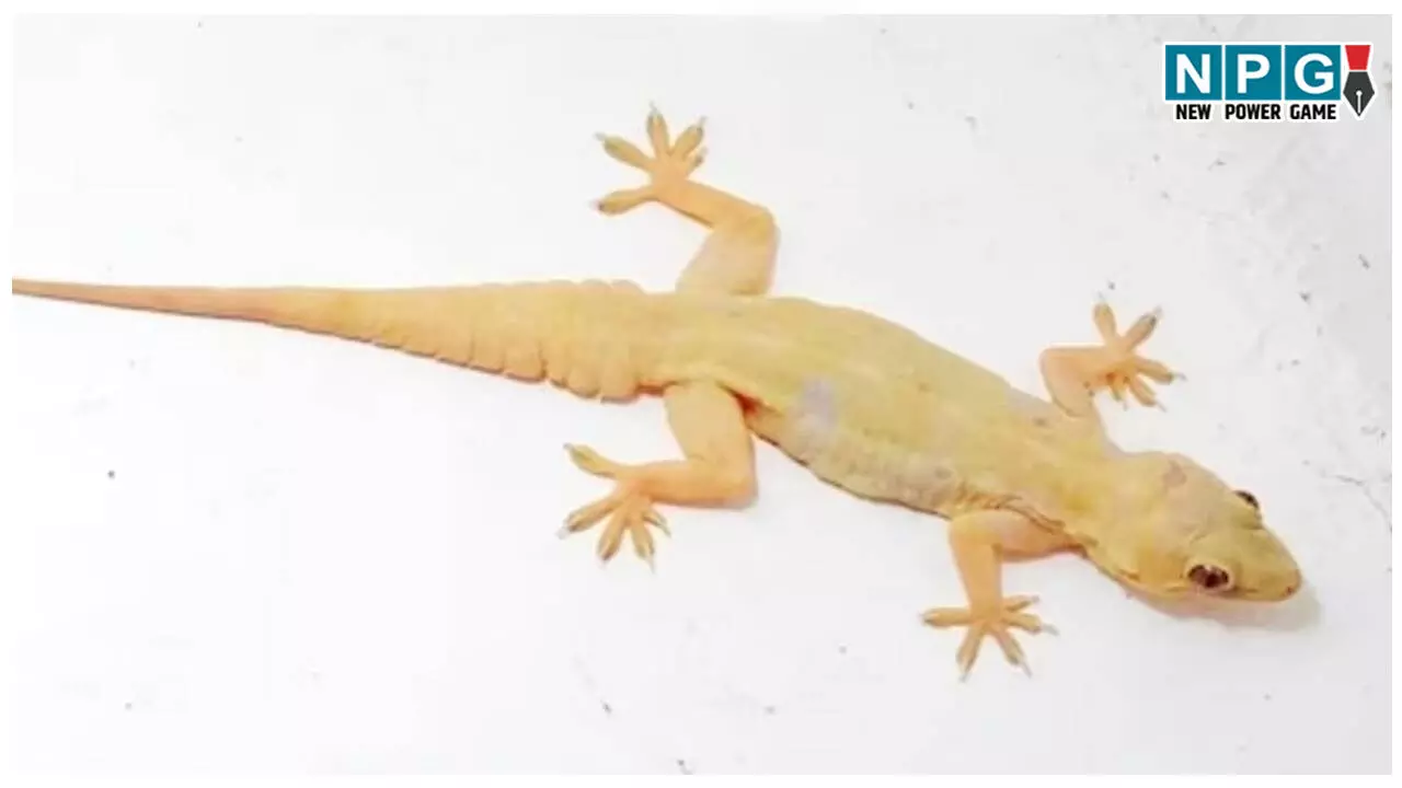 Chipkali ko Ghar Se kaise bhagaye: गर्मी आते ही घर में बढ़ गई हैं छिपकलियां? तुरंत अपनाएं ये 04 देसी नुस्खे! Chipkali ko Ghar Se kaise bhagaye: गर्मी आते ही घर में बढ़ गई हैं छिपकलियां? तुरंत अपनाएं ये 04 देसी नुस्खे!