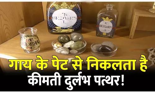 गाय के पेट से निकलता है यह कीमती दुर्लभ पत्थर, कीमत जान रह जाएंगे हैरान, जानिए अंतरराष्ट्रीय बाजार में इसके इतने डिमांड का पूरा सच!