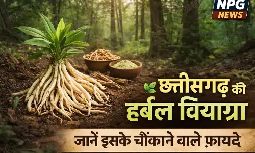 Herbal Viagra: छत्तीसगढ़ के बस्तर में मिल रही हर्बल वियाग्रा, 30 पर्सेंट तक बढ़ा देती है स्टैमिना; जानें इसके गजब के फायदे