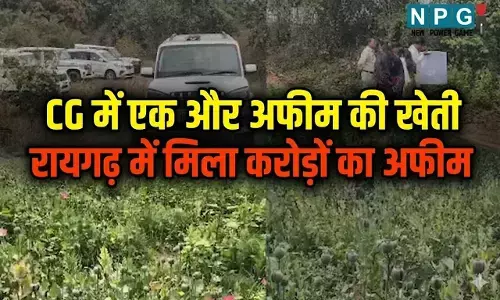 CG में एक और अफीम की खेती पकड़ाई...दुर्ग, बलरामपुर के बाद अब इस जिले के SSP  ने पकड़ा करोड़ों का अफीम...देखें वीडियो...