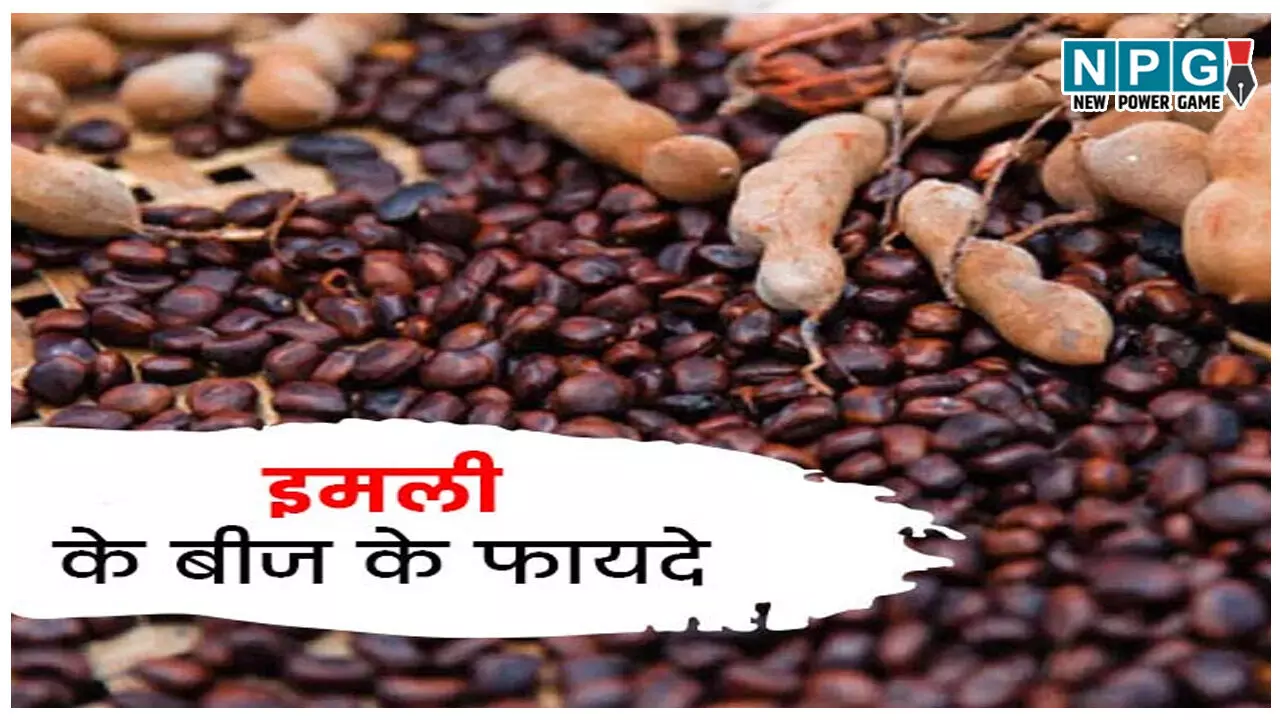 Imli ke beej ke fayde: अब इमली के बीज नहीं जाएंगे बेकार! शरीर की सफाई में कर सकते हैं मदद; जानिए इमली के बीजो का अनोखा इस्तेमाल Imli ke beej ke fayde: अब इमली के बीज नहीं जाएंगे बेकार! शरीर की सफाई में कर सकते हैं मदद; जानिए इमली के बीजो का अनोखा इस्तेमाल