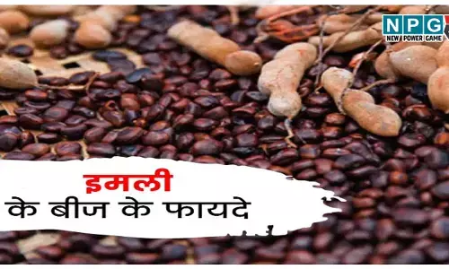 Imli ke beej ke fayde: अब इमली के बीज नहीं जाएंगे बेकार! शरीर की सफाई में कर सकते हैं मदद; जानिए इमली के बीजो का अनोखा इस्तेमाल