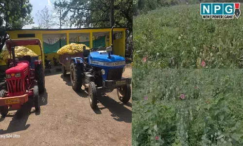 रायगढ़ अफीम खेती:: अफीम की खेती खुलासा: 2.5 करोड़ का माल जब्त, दो आरोपी गिरफ्तार... जानिए SSP ने क्या कुछ कहा...