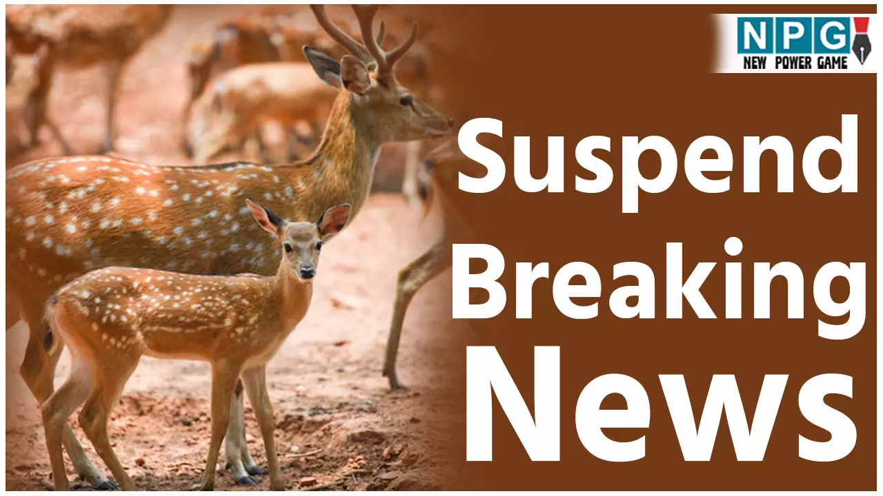 CG Wildlife News: 4 सस्पेंड: पार्क में 15 चीतलों की मौत: डिप्टी रेंजर सहित चार सस्पेंड; डीएफडीओ ने जारी किया निलंबन आदेश CG Wildlife News: 4 सस्पेंड: पार्क में 15 चीतलों की मौत: डिप्टी रेंजर सहित चार सस्पेंड; डीएफडीओ ने जारी किया निलंबन आदेश