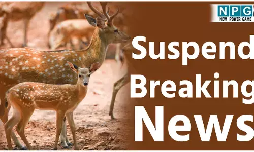 CG Wildlife News: 4 सस्पेंड: पार्क में 15 चीतलों की मौत: डिप्टी रेंजर सहित चार सस्पेंड; डीएफडीओ ने  जारी किया निलंबन आदेश