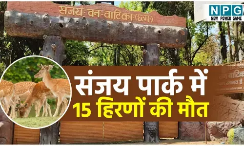 CG Wildlife News: अंबिकापुर के संजय पार्क में 15 हिरणों की मौत: सिंघवी ने पूछा और कितने अवैध जू चल रहे हैं छत्तीसगढ़ में?