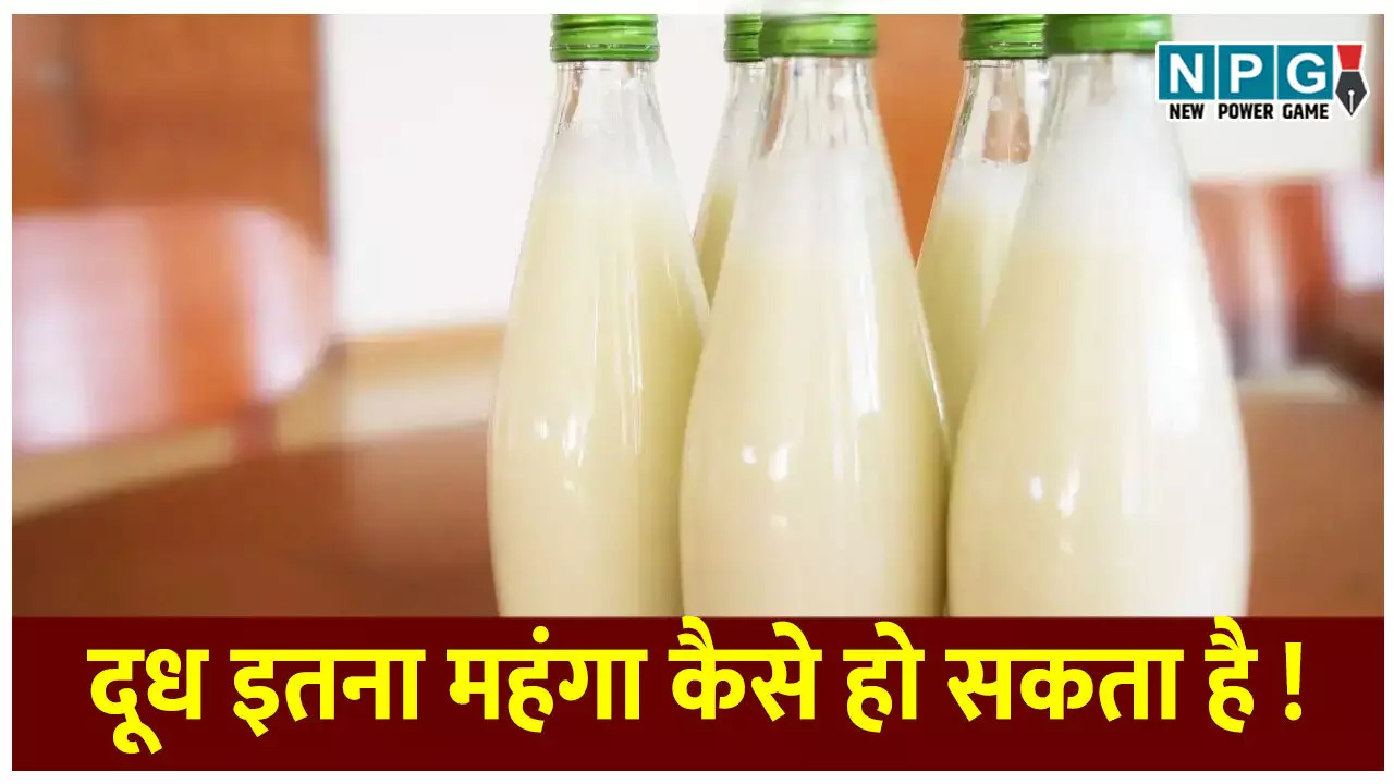 गाय-भैंस से भी ज्यादा फायदेमंद निकला गधी का दूध! जानिए क्यों ₹7000 लीटर तक बिकता है ये लिक्विड गोल्ड; क्या हैं इसके चौंकाने वाले फायदे गाय-भैंस से भी ज्यादा फायदेमंद निकला गधी का दूध! जानिए क्यों ₹7000 लीटर तक बिकता है ये लिक्विड गोल्ड; क्या हैं इसके चौंकाने वाले फायदे