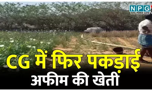 CG में फिर पकड़ाई अफीम की खेती, इस इलाके में 50 डिसमिल में लहलहा रही थी अफीम की खेती, मौके पर पहुंचे अफसर...