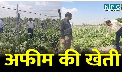 छत्तीसगढ़ में अफीम की खेती: CG के इस जिले में फार्म हाऊस से लेकर खेत और बाड़ी में पहुंच रहे अफसर...