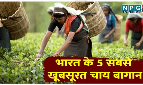 भारत के 5 सबसे खूबसूरत चाय बागान: असम, दार्जिलिंग से लेकर नीलगिरी की पहाड़ियों तक! जानें चाय की खेती और घूमने का बेहतरीन स्थान