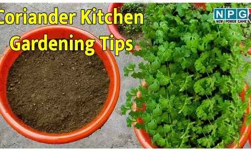 मार्च–अप्रैल की गर्मी में भी हरा-भरा धनिया कैसे उगाएं; जानिए धनिया उगाने का आसान किचन गार्डनिंग टिप्स!