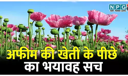 अफीम की खेती के पीछे का सच भयावह और बेहद डरावना, आर्थिक तंगी और लालच भी बड़ा कारण, कहीं किसानों का संगठित प्रयास तो नहीं?