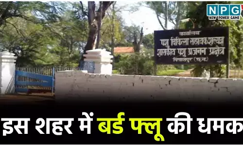 CG के इस शहर में बर्ड फ्लू की धमक, कलेक्टर ने जारी किया अलर्ट NPG की आशंका सच साबित हुई