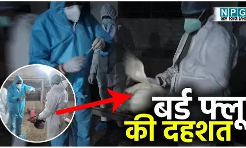 CG के बिलासपुर में बर्ड फ्लू: 22 हजार से अधिक मुर्गा-मुर्गी दफन, 25,896 अंडों को भी दफनाया, रैपिड रिस्पांस टीम कर रही निगरानी