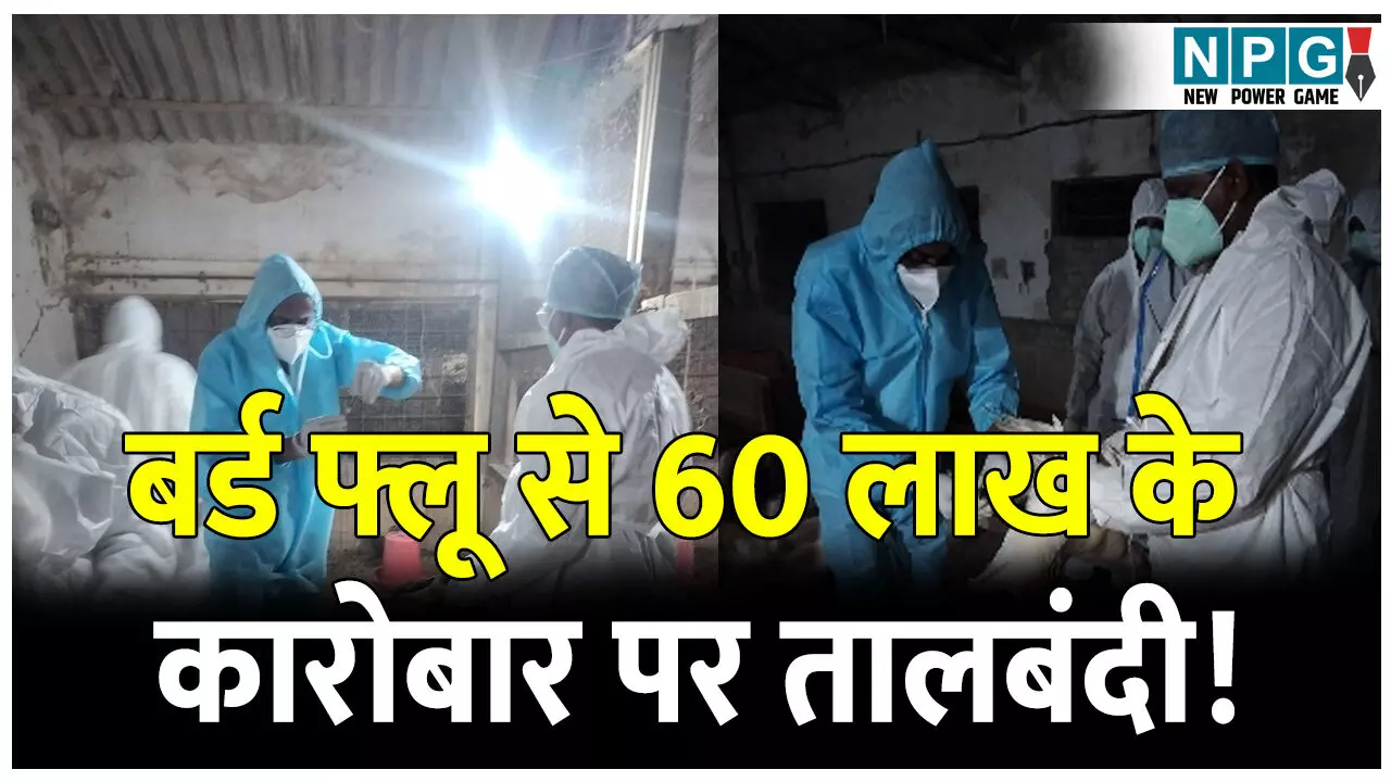 बर्ड फ्लू से 60 लाख के कारोबार पर तालबंदी! 10 किलोमीटर के दायरा कंटेनमेंट क्षेत्र घोषित, मुर्गा-मुर्गी,चिकन व अंडे की बिक्री बैन... बर्ड फ्लू से 60 लाख के कारोबार पर तालबंदी! 10 किलोमीटर के दायरा कंटेनमेंट क्षेत्र घोषित, मुर्गा-मुर्गी,चिकन व अंडे की बिक्री बैन...