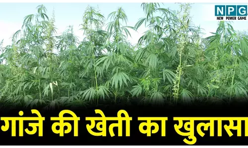 CG में गांजे की खेती का खुलासा, मक्के में बीच लगाया था गांजे का पौधा, 2 गिरफ्तार