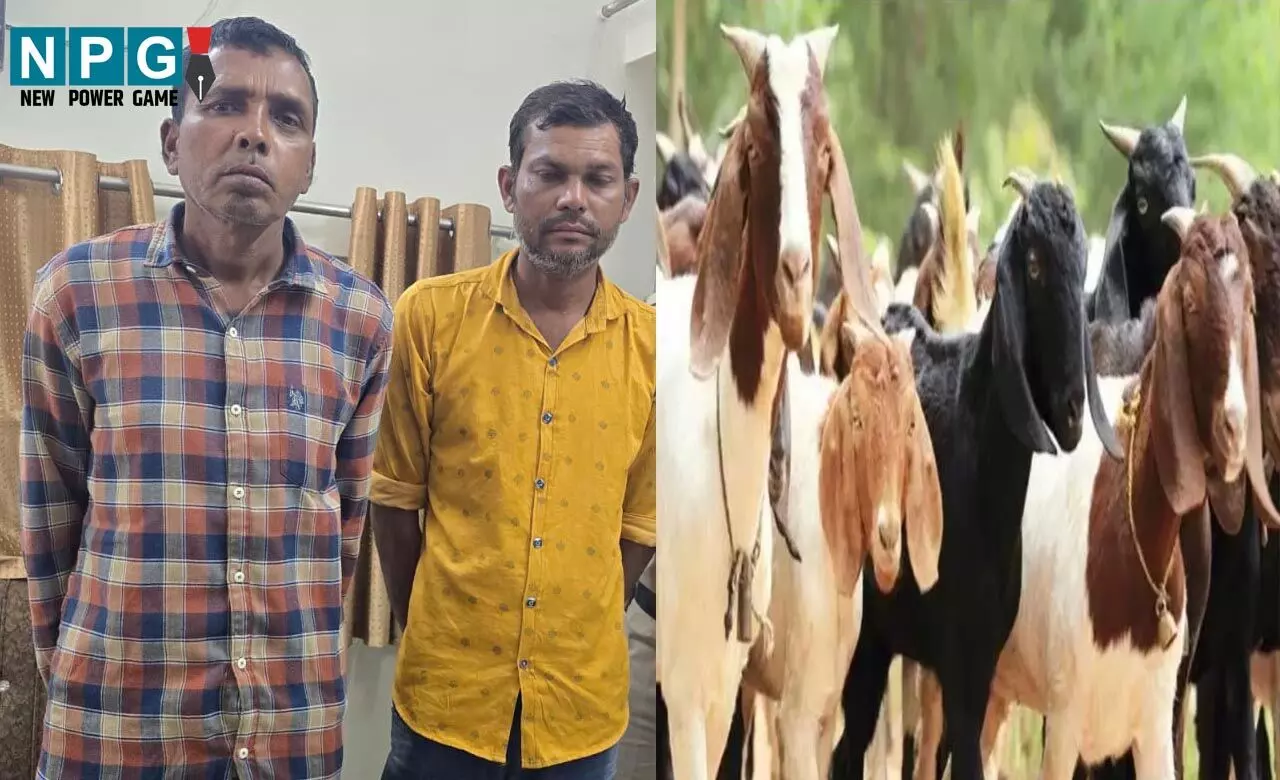 Durg News: शातिर बकरा चोर गिरफ्तार, पहले रेकी करते, फिर चोरी के बकरे को काटकर बेच देते... धारदार हथियार, नगदी और वाहन जब्त... Durg News: शातिर बकरा चोर गिरफ्तार, पहले रेकी करते, फिर चोरी के बकरे को काटकर बेच देते... धारदार हथियार, नगदी और वाहन जब्त...