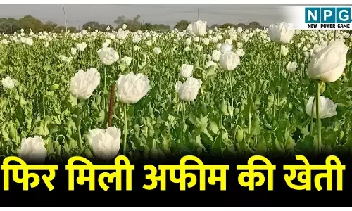 चोरी छुपे अफीम की खेती: फिर मिली अफीम की खेती, पहले हुई बाघ की मौत फिर ऐसे हुआ खुलासा..