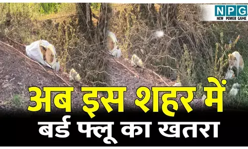 CG के बिलासपुर के बाद अब इस शहर में बर्ड फ्लू का मंडराया खतरा, सड़क किनारे मरे मुर्गियों से भरी बोरी मिली...