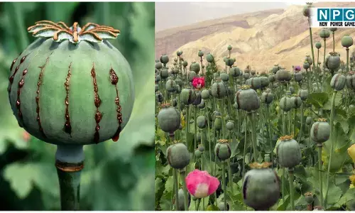 CG में पकड़ाया दो करोड़ से अधिक का अफीम पोस्त डोडा, हरियाणा के दो तस्कर गिरफ्तार