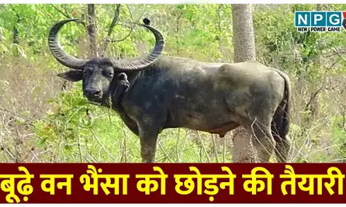 20 साल से बाड़े में कैद अंधे व बूढ़े वन भैंसा को रेडियो कॉलर लगाकर जंगल में छोड़ने की तैयारी! बड़ा सवाल यह, क्या वह जंगल में रह पाएगा