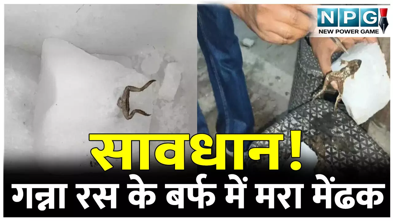 सावधान! गन्ना रस के बर्फ में मिला मरा मेंढक, बर्फ तोड़ते समय दिखा मेंढक सावधान! गन्ना रस के बर्फ में मिला मरा मेंढक, बर्फ तोड़ते समय दिखा मेंढक