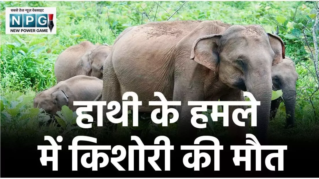 बलरामपुर में महुआ बीनने गई किशोरी पर 22 हाथियों ने... ... CG Top News Today: छत्तीसगढ़ की हर बड़ी खबर एक क्लिक में, एक ही जगह पढ़ें राज्यभर की टॉप अपडेट