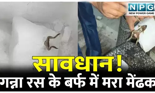 सावधान! गन्ना रस के बर्फ में मिला मरा मेंढक, बर्फ तोड़ते समय दिखा मेंढक