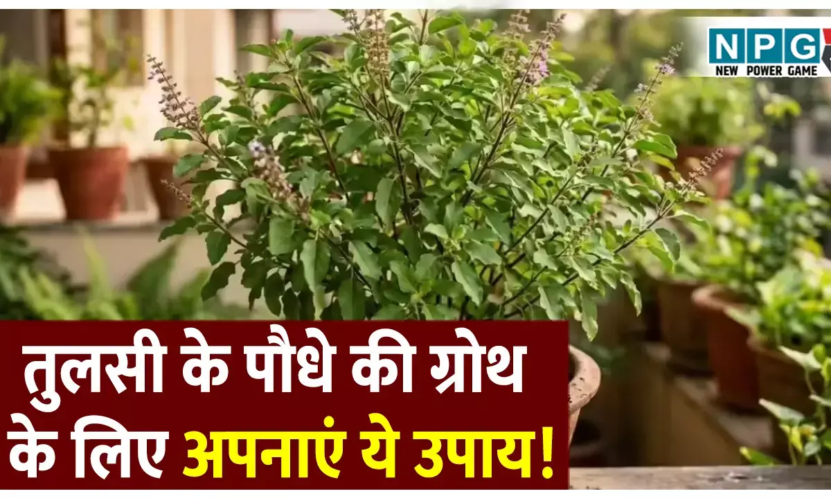 तुलसी के पौधे की तेजी से ग्रोथ के लिए अपनाए यह आसान घरेलू उपाय! इस नुस्खे से 5 दिन में ही दिखने लगेगा असर तुलसी के पौधे की तेजी से ग्रोथ के लिए अपनाए यह आसान घरेलू उपाय! इस नुस्खे से 5 दिन में ही दिखने लगेगा असर